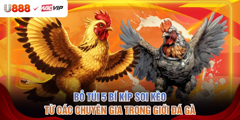 Bỏ túi 5 bí kíp soi kèo từ các chuyên gia trong giới đá gà
