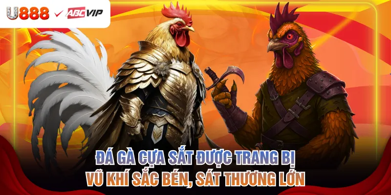 Đá gà cựa sắt được trang bị vũ khí sắc bén, sát thương lớn