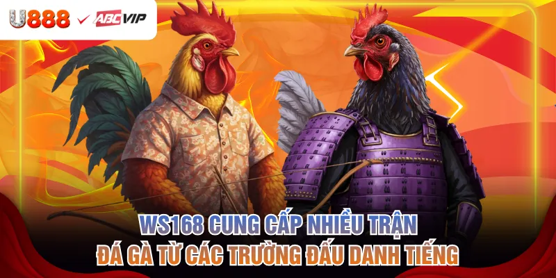 WS168 cung cấp nhiều trận đá gà từ các trường đấu danh tiếng